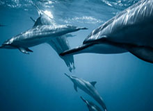 乐鱼APP-澳门百家乐平台——体验极致博彩乐趣的首选